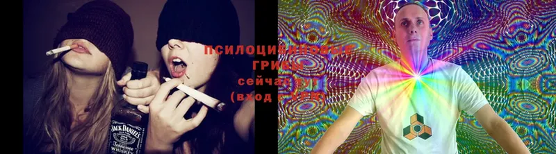 Псилоцибиновые грибы Cubensis  Лыткарино 